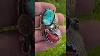 Huge Vintage Native American Navajo Turquoise U0026 Coral Ring 8 925 Nativeamerican Ring Turquoise